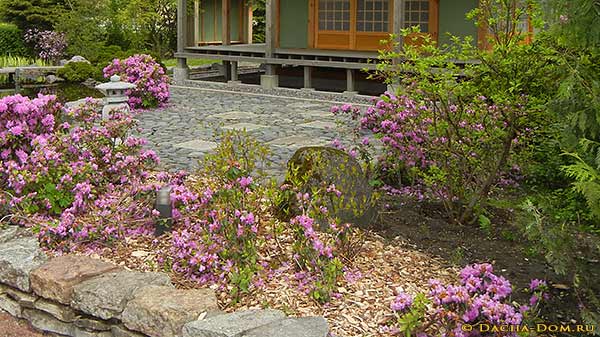 рододендроны в японском саду